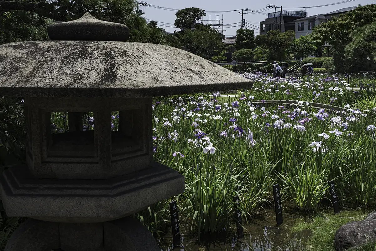 🌸 호리키리 붓꽃 정원(호리키리 쇼부엔) 이미지 7